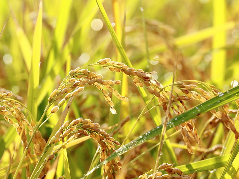 新潟県産コシヒカリを米糀にしています